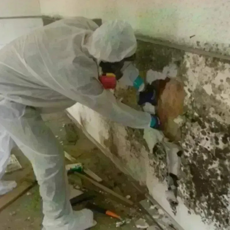 Mold Remediation and Removal in Woodford County, KY